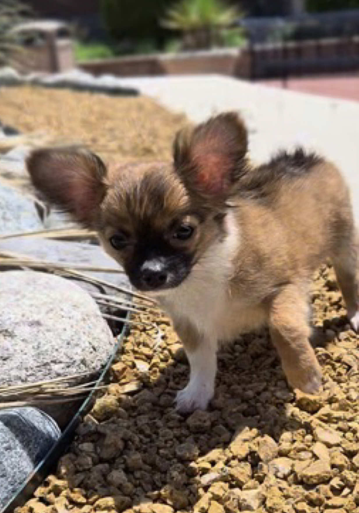 @Petland Oklahoma City