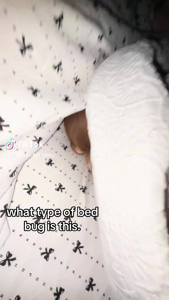 @dani