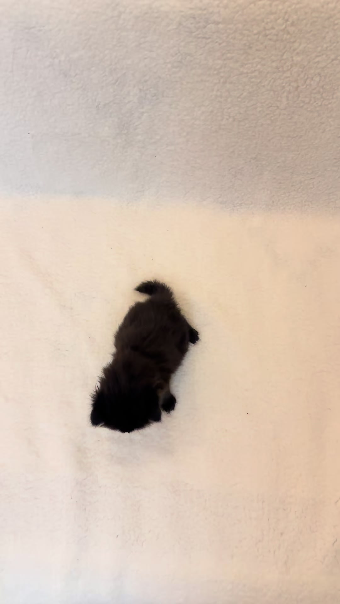 @cat.sheri.kittens