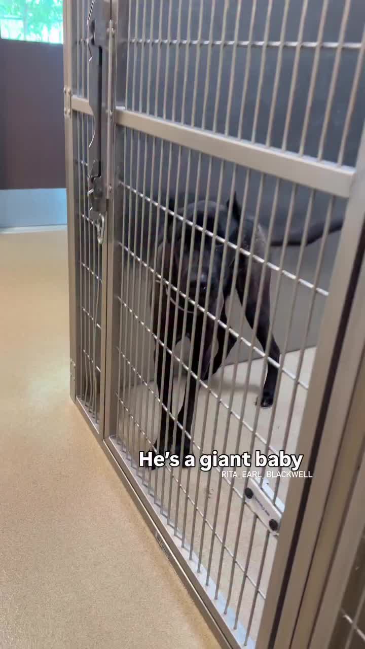 @Cane Corsos