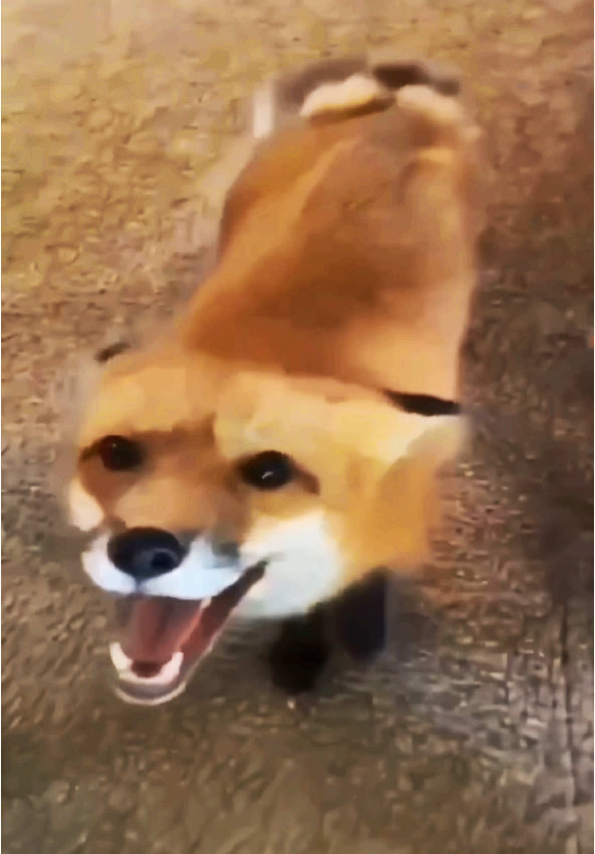 @๐๐ฎ๐ป๐ฎ๐ช๐ต ๐พ