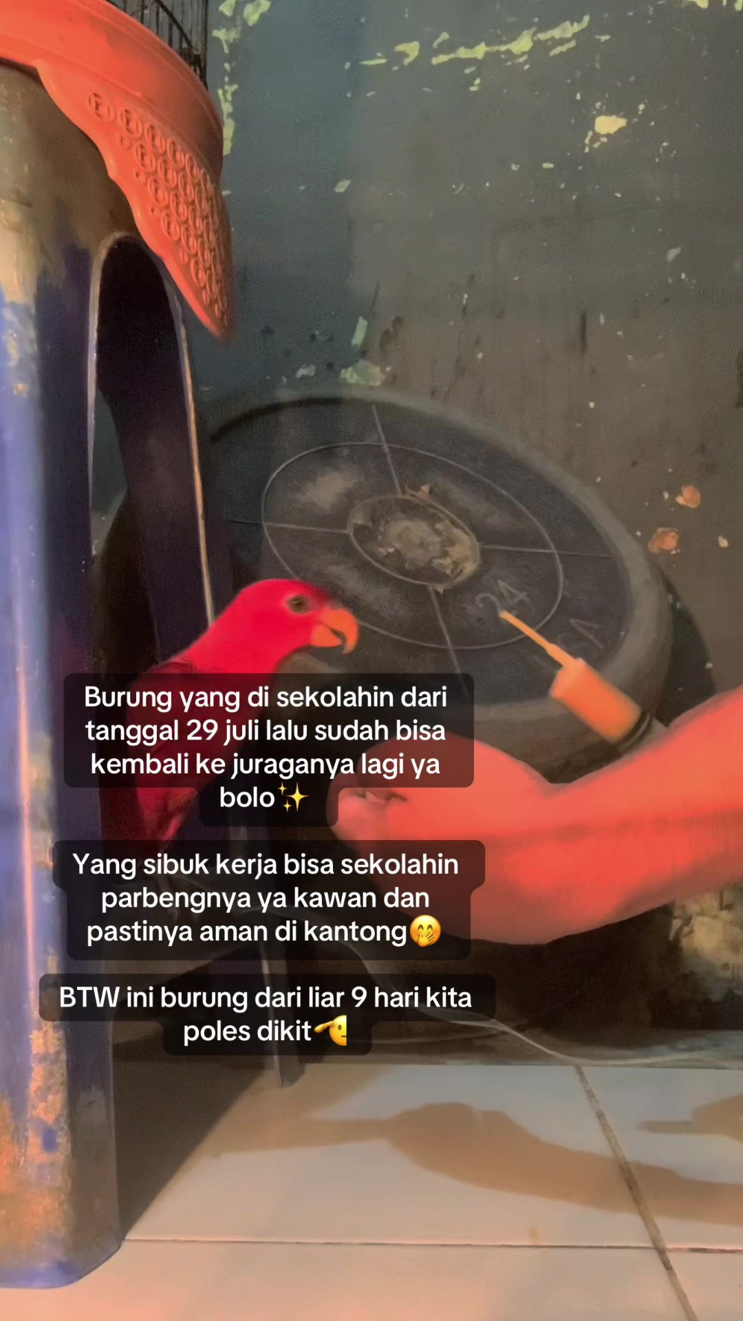 @Seputar Burung Free Fly