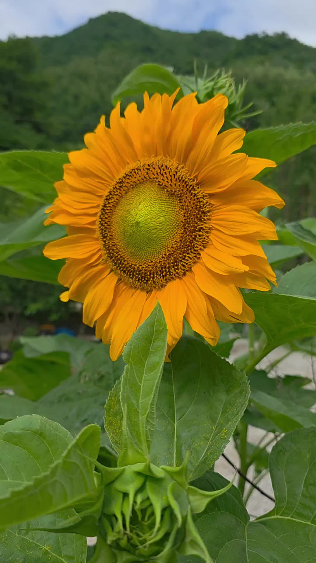 @유튜브 "정선사람들" 안용현