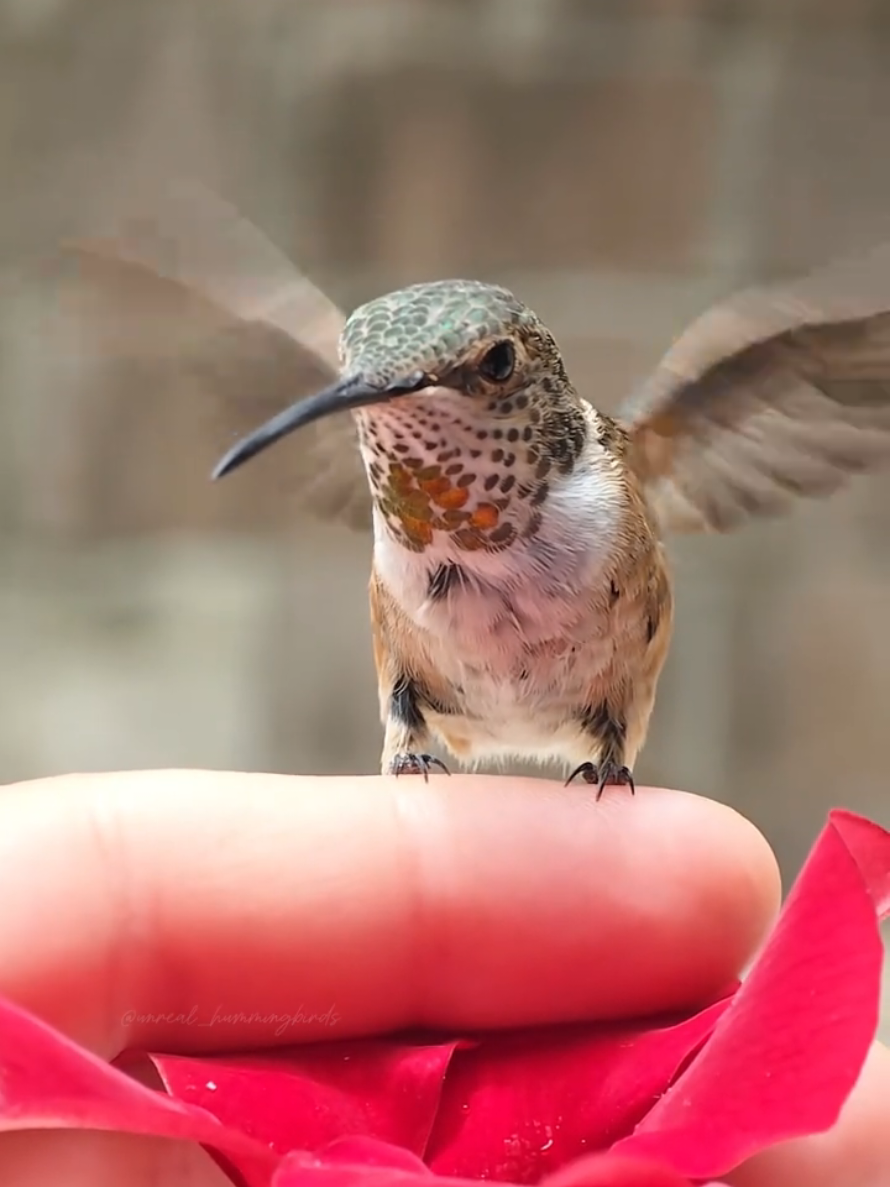 @unreal_hummingbirds