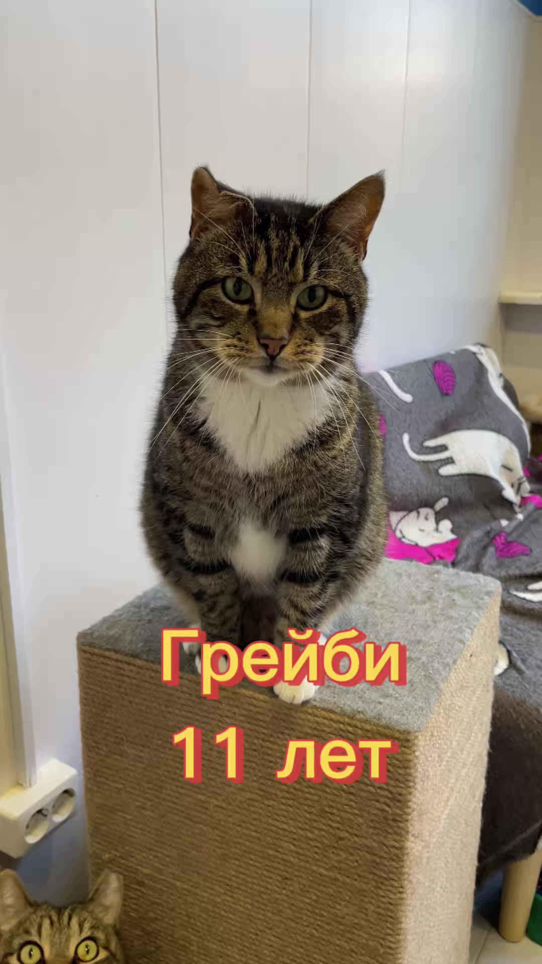 @Приют Новый дом