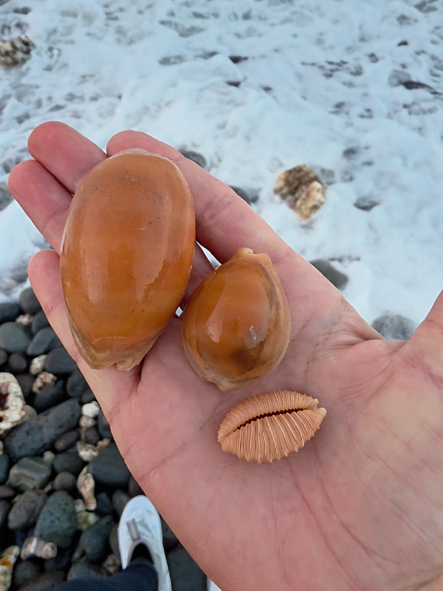 @Noe 🐚 Shells