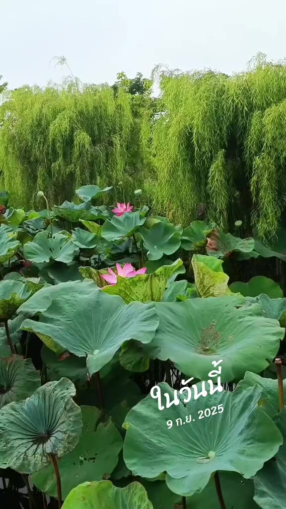 @มิน ลิ ษรน์(ธนู♐เสาร์)