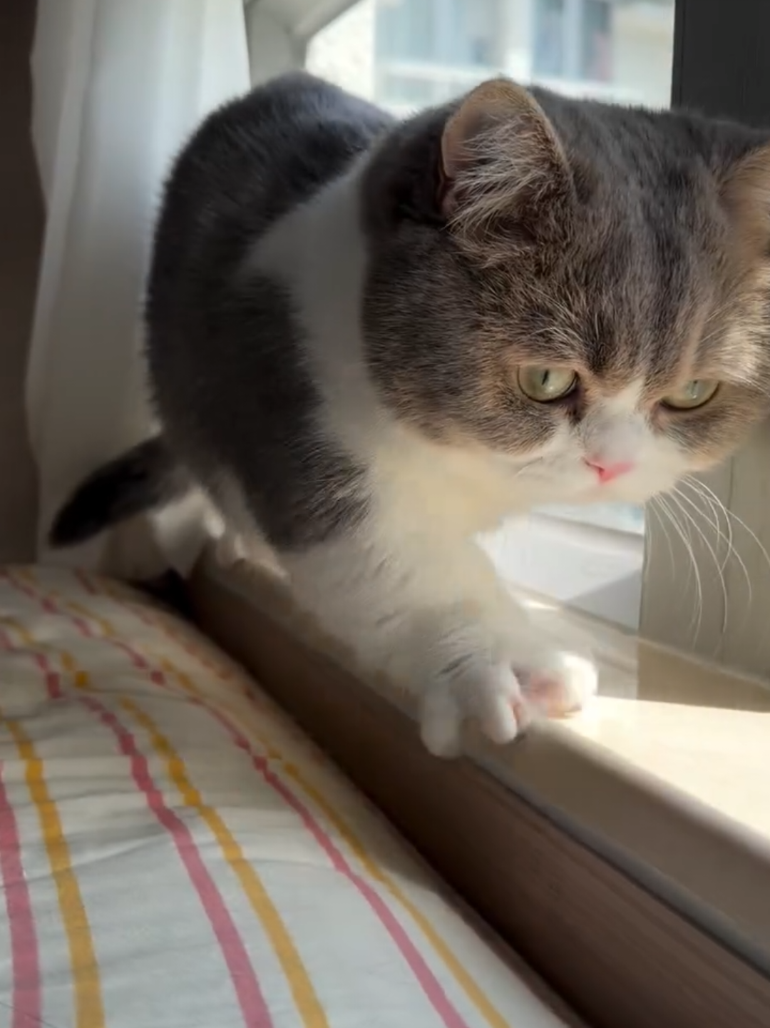 @Chonky World Of Cats