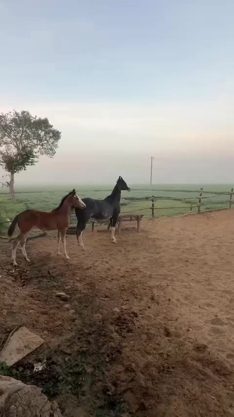 @B&sup2; Stud Farm🇮🇳🐎🇨🇦
