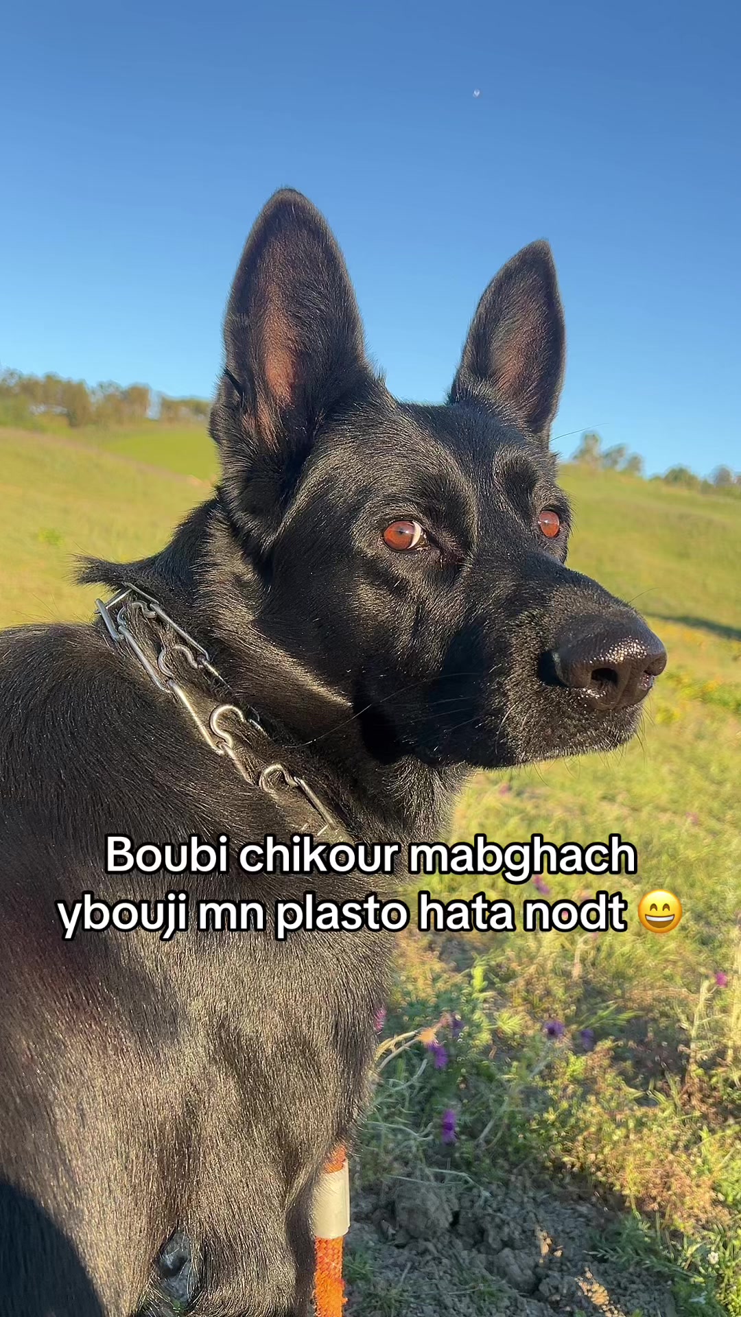 @الخلوية 🚩🥱🇩🇿