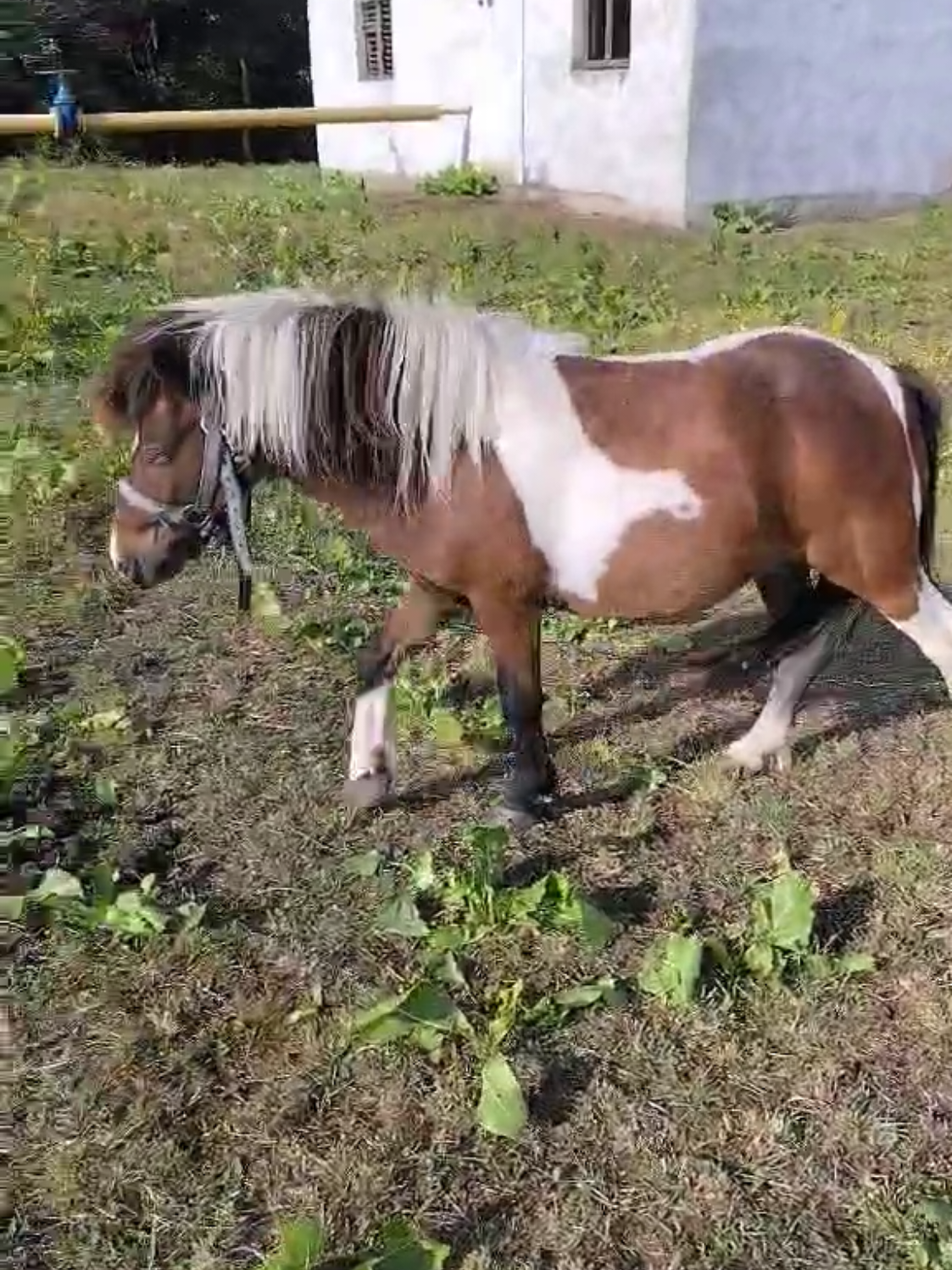 @ВАСЯ БОЙЧУК 🐎