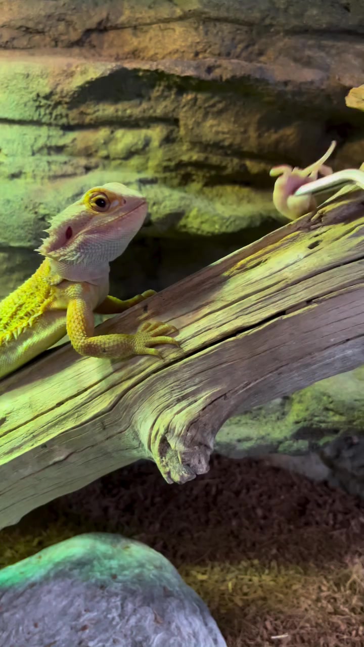 @Morph Reptiles