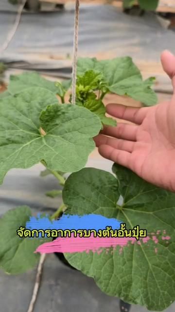 @Mote เมล่อนและไม้ด่าง