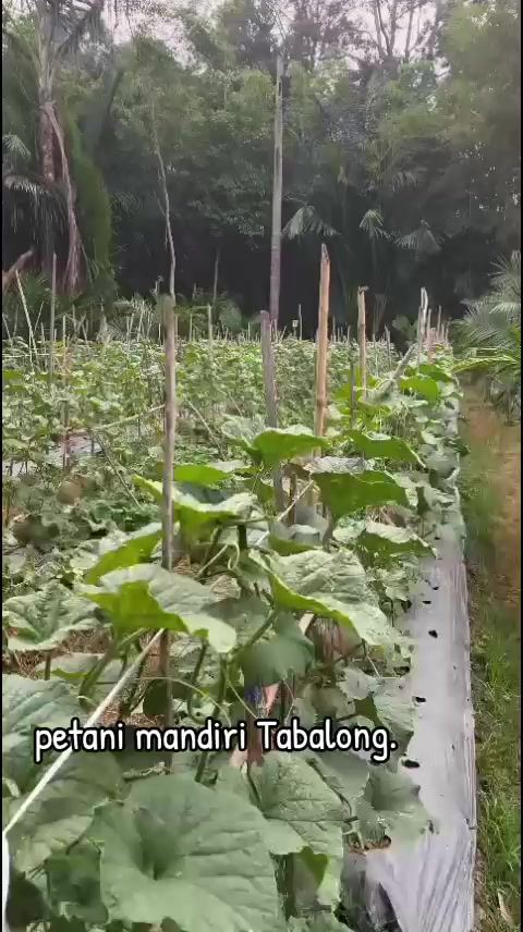 @SURYA TANI