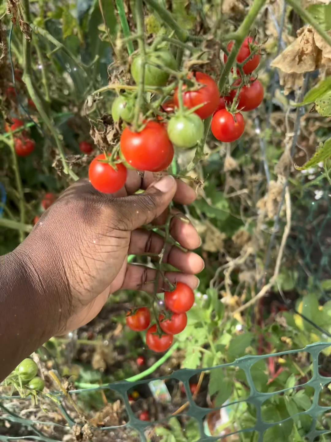 @greengirlgardens