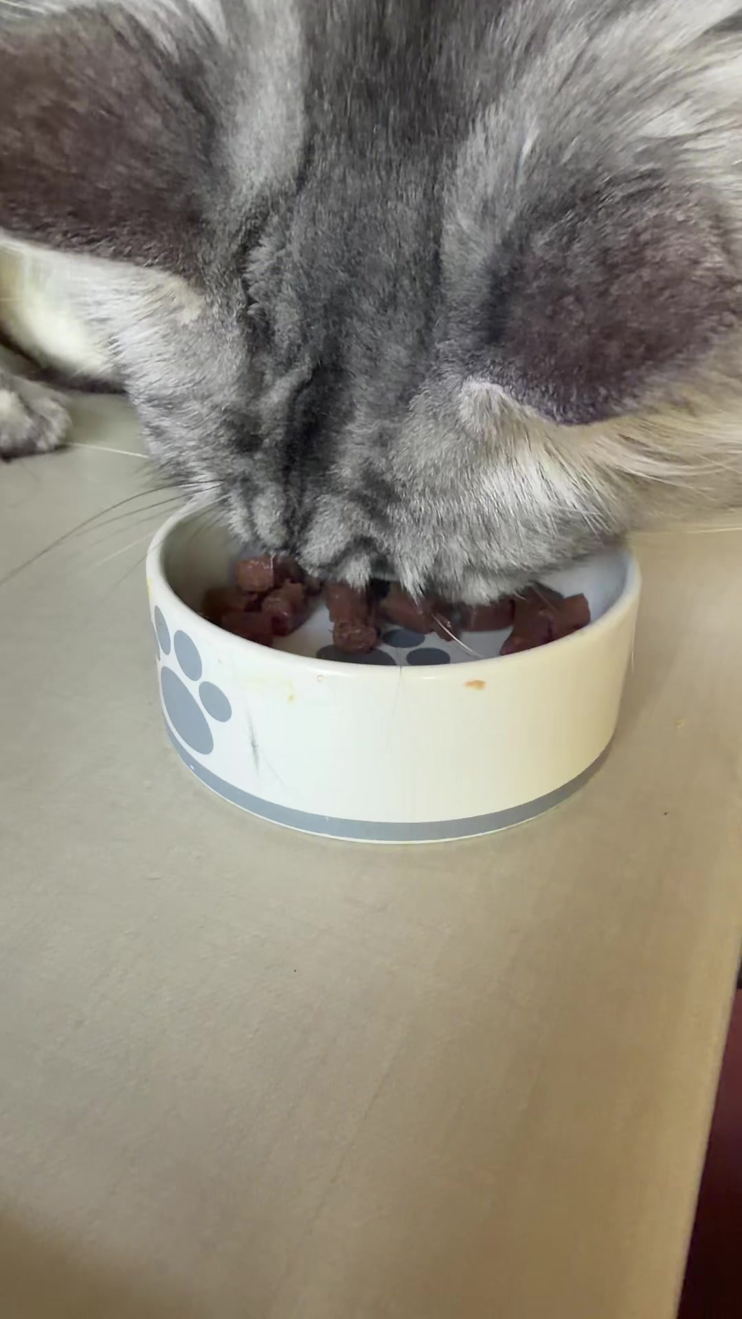 @PARAKENTOS*UA Maine coon