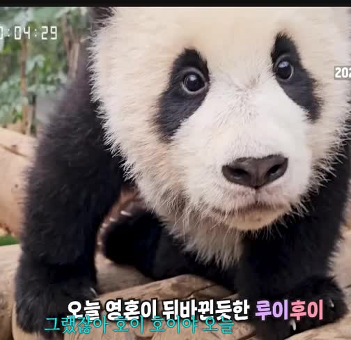 @K-PANDA kim