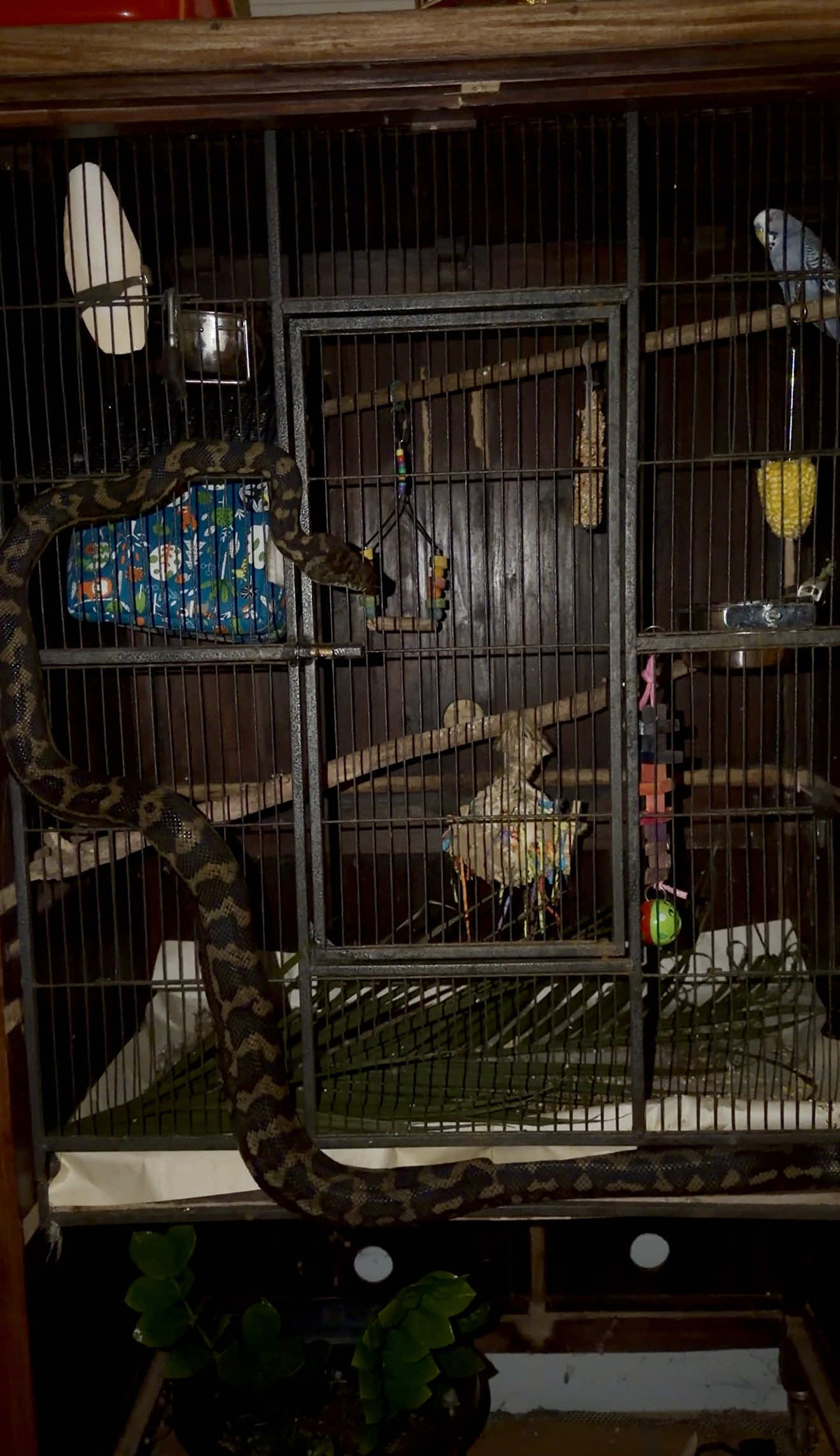 @Snake Catcher Dan