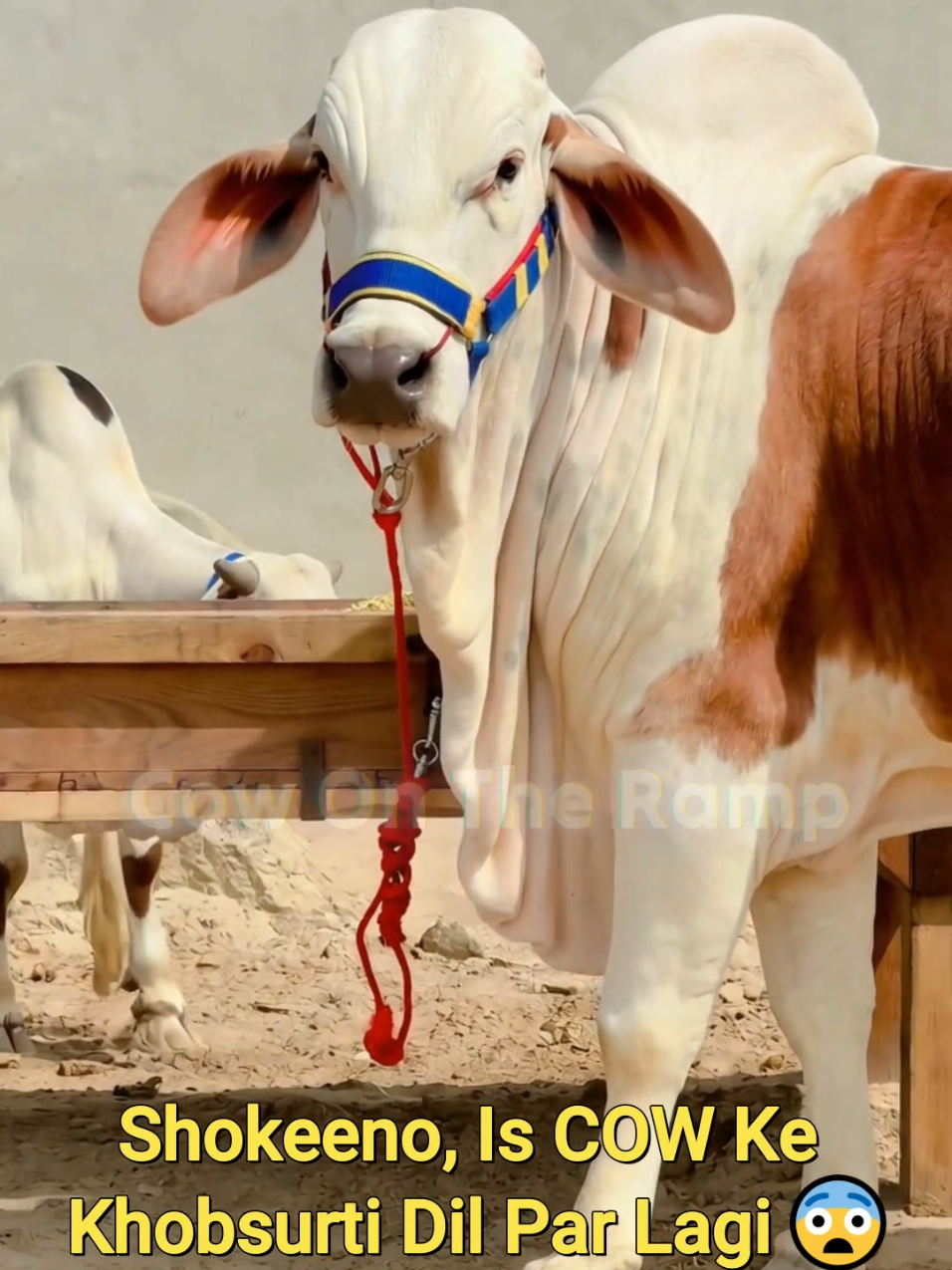 @Cow On The Ramp