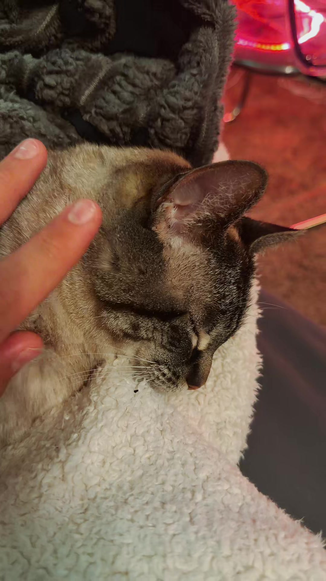 @PepperTheCat