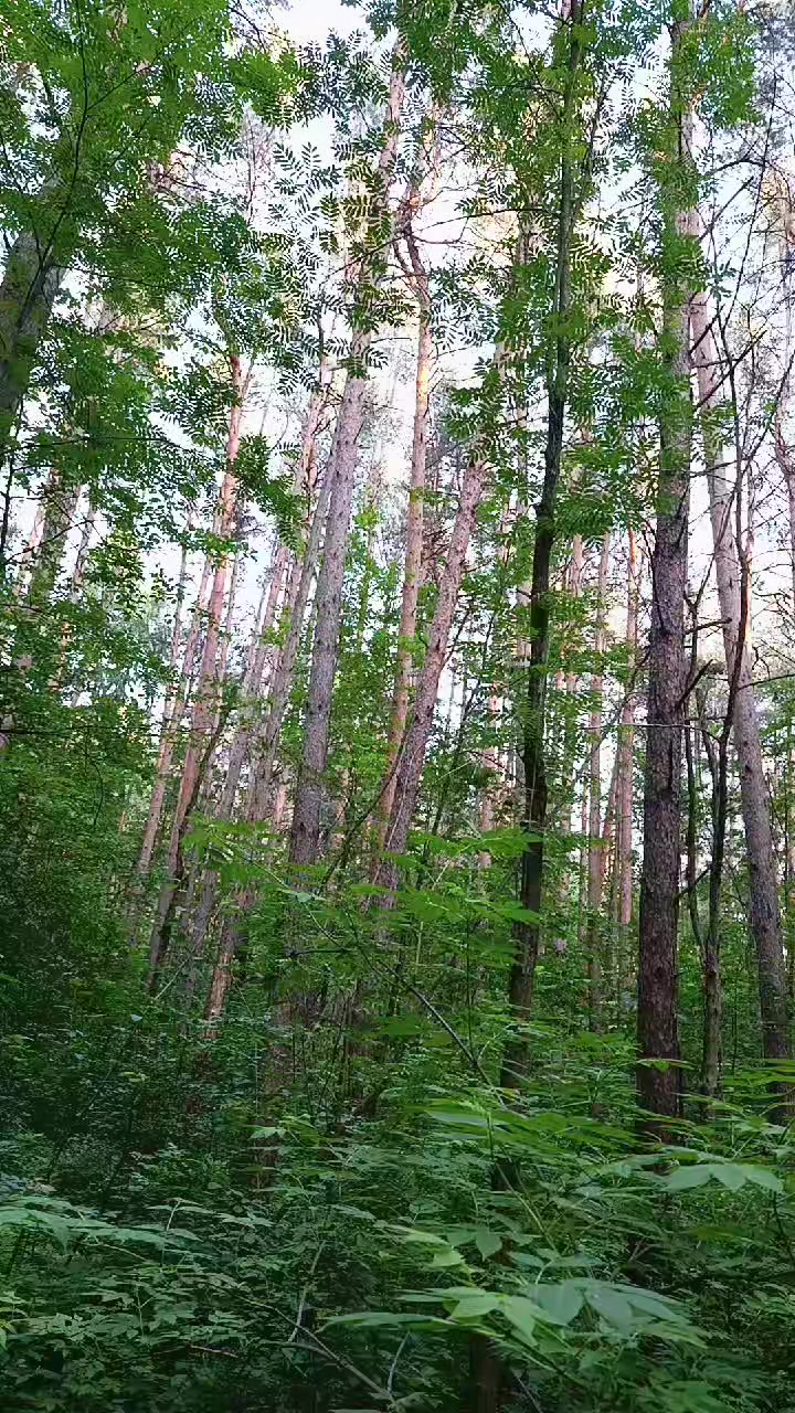 @ТГК:@jungle7e