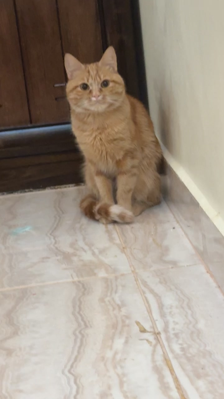 @3aslTheCat