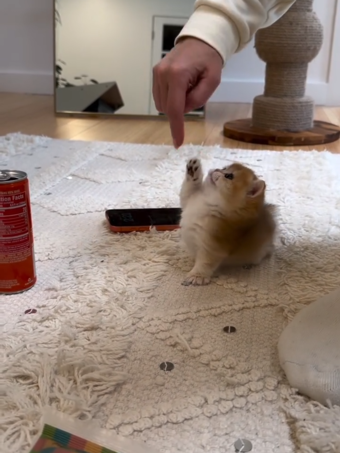 @Chonky World Of Cats
