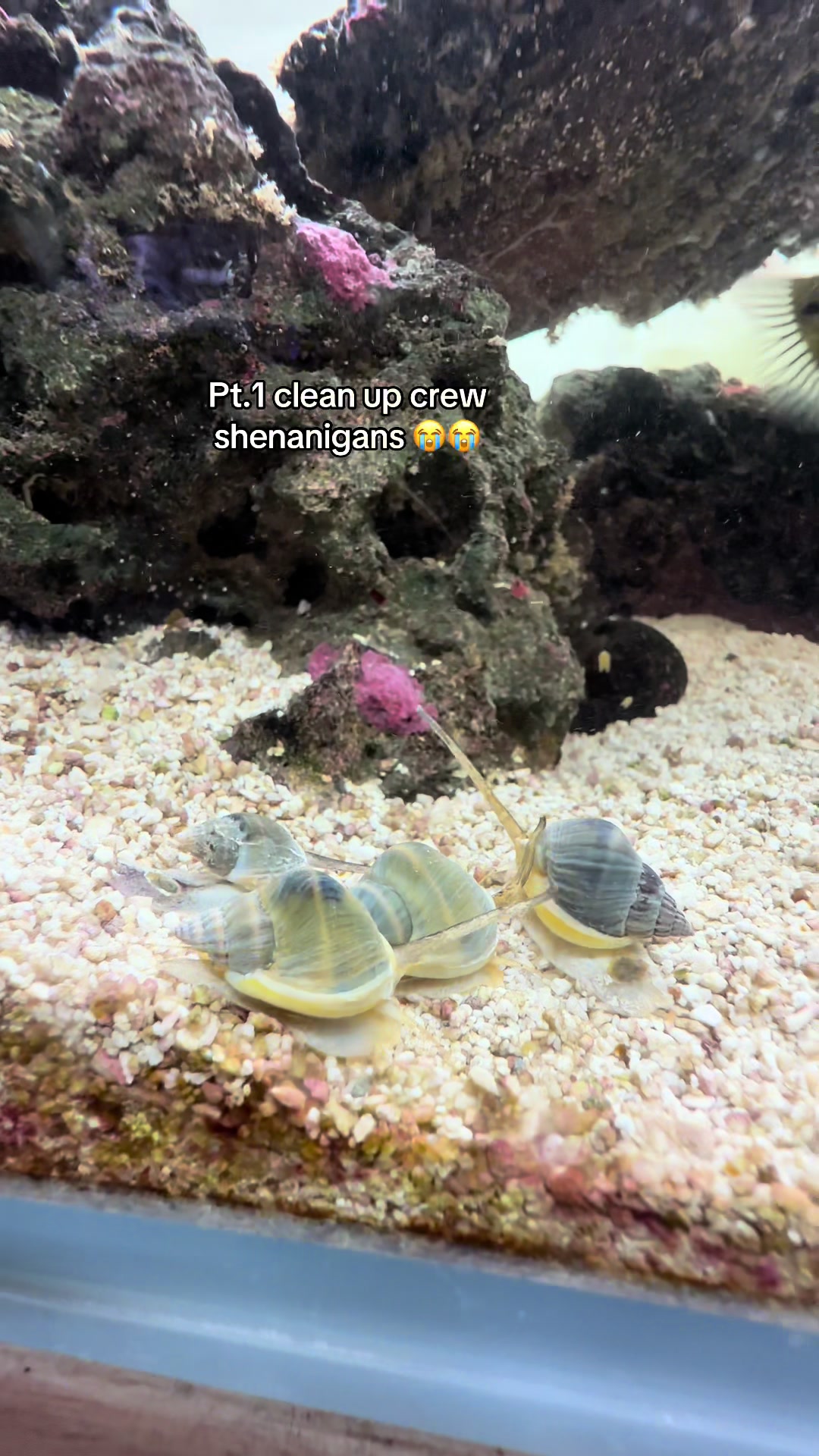 @ReefSync