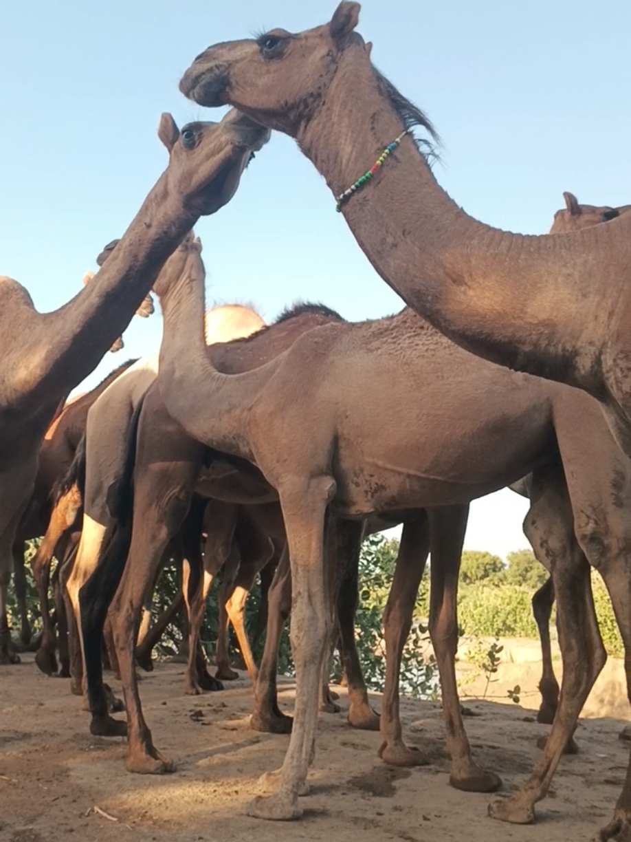 @Animals of desert