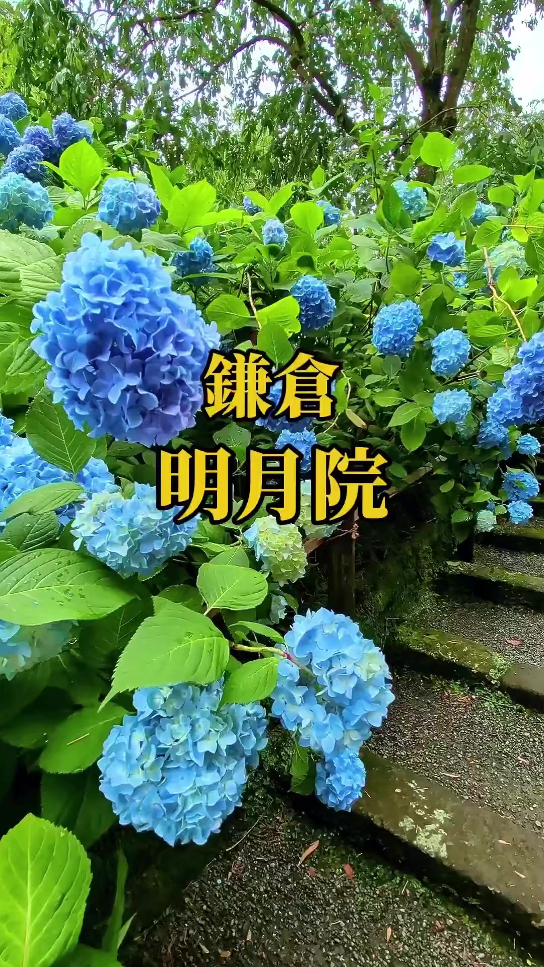 @🌸Shinomin🌸関東映えスポット巡り