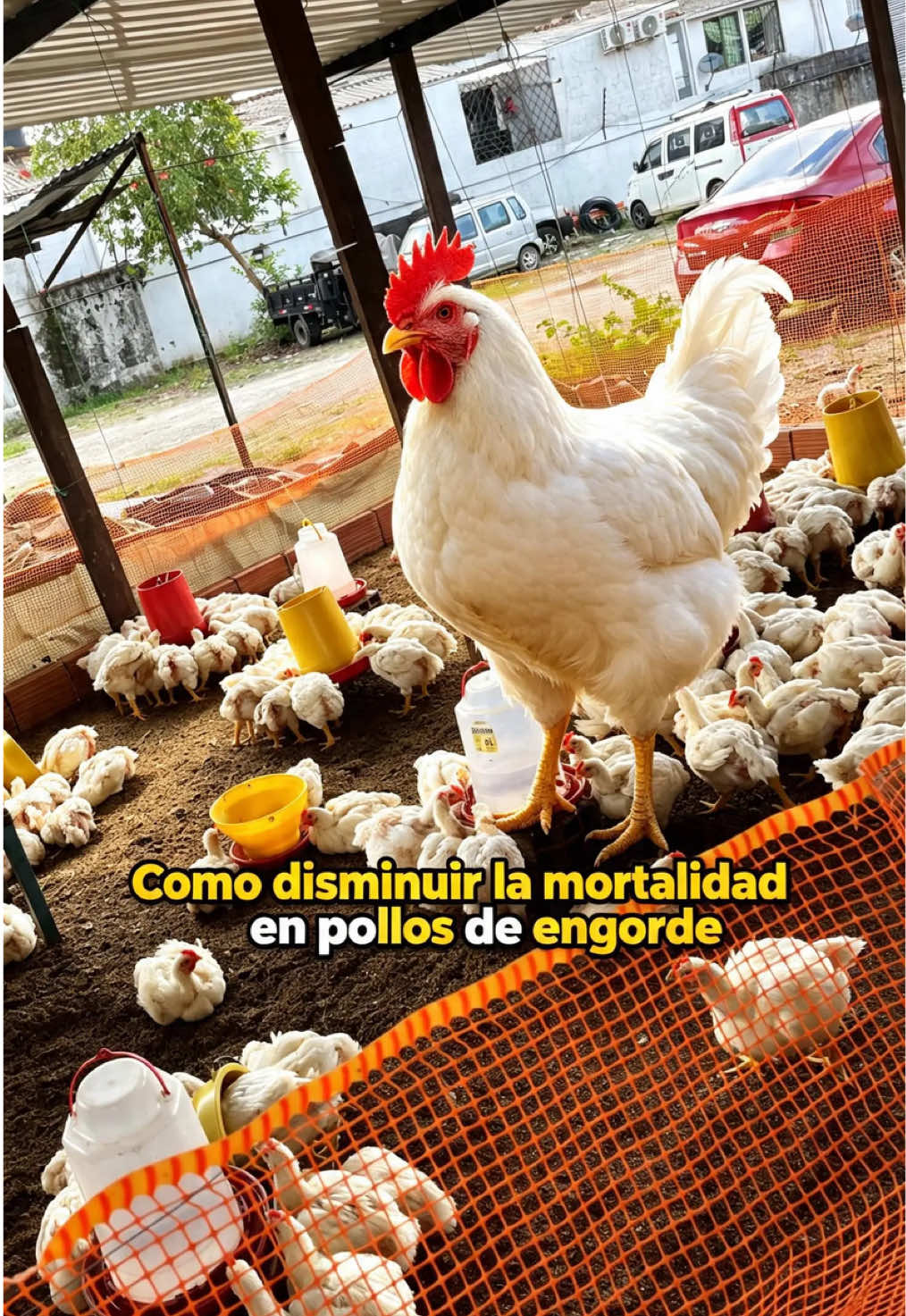 @elmagnatedelospollos