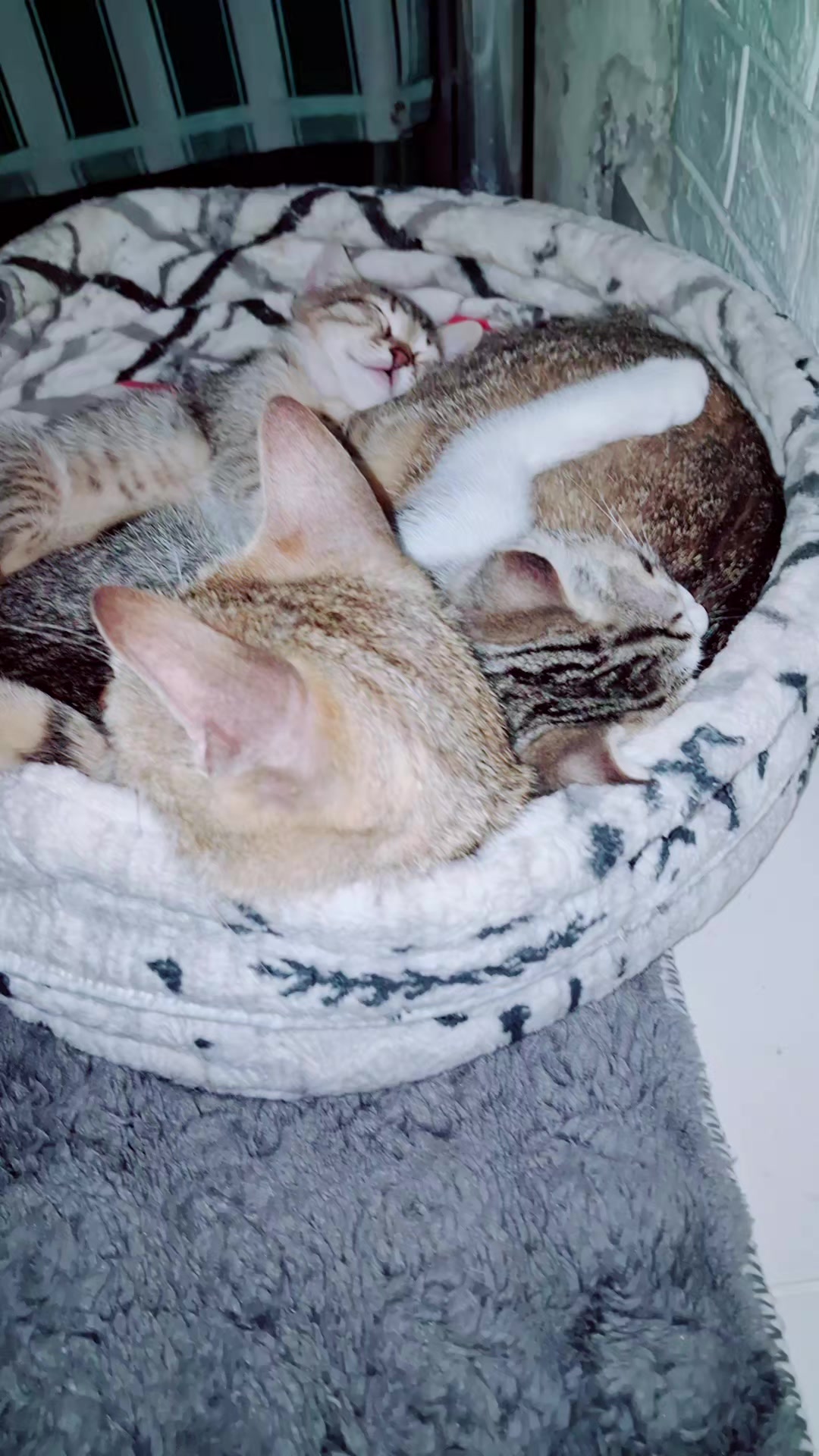@🇹🇷😻PABLO🇹🇷😻