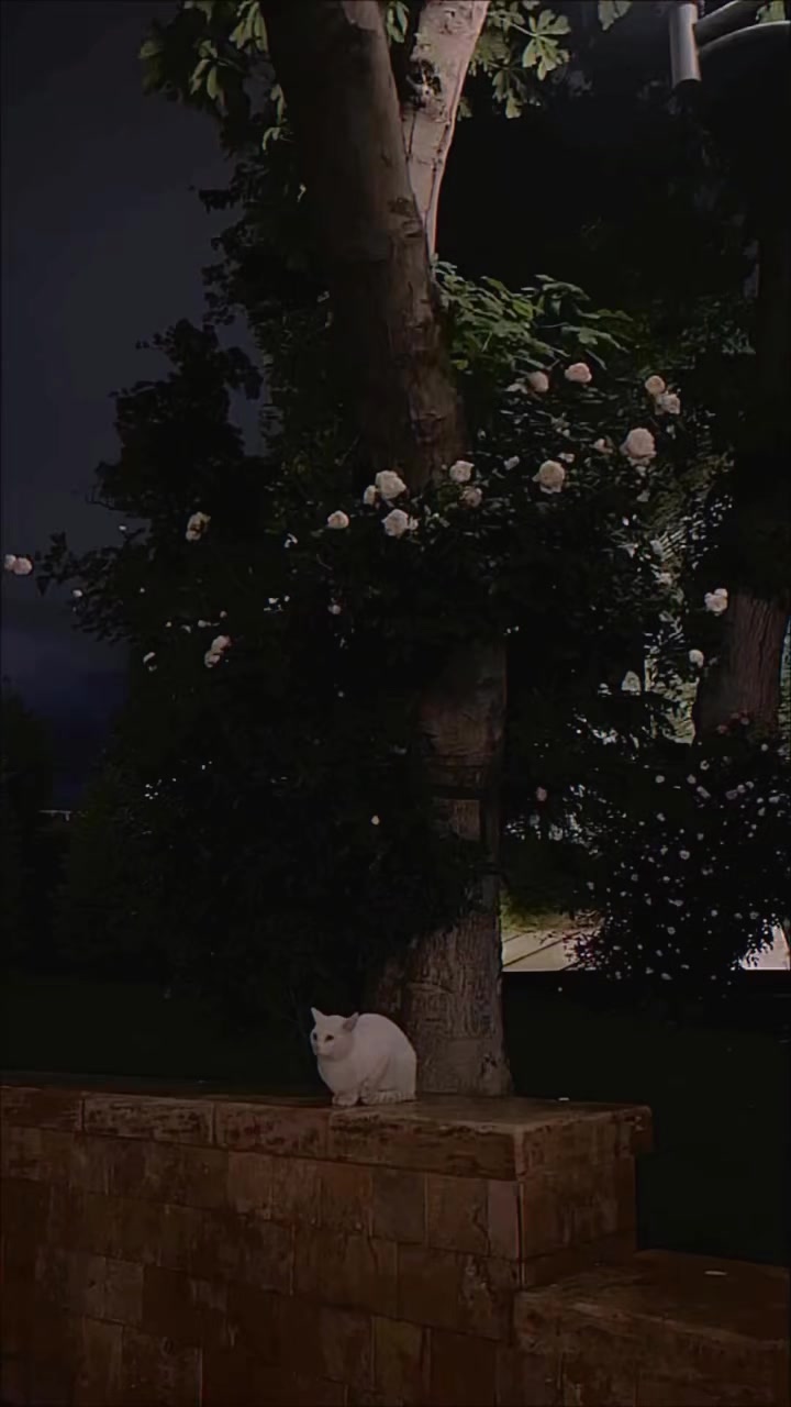 @lovely Mahi🥀