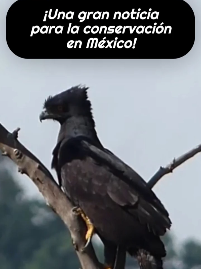 @El Regional del Sur