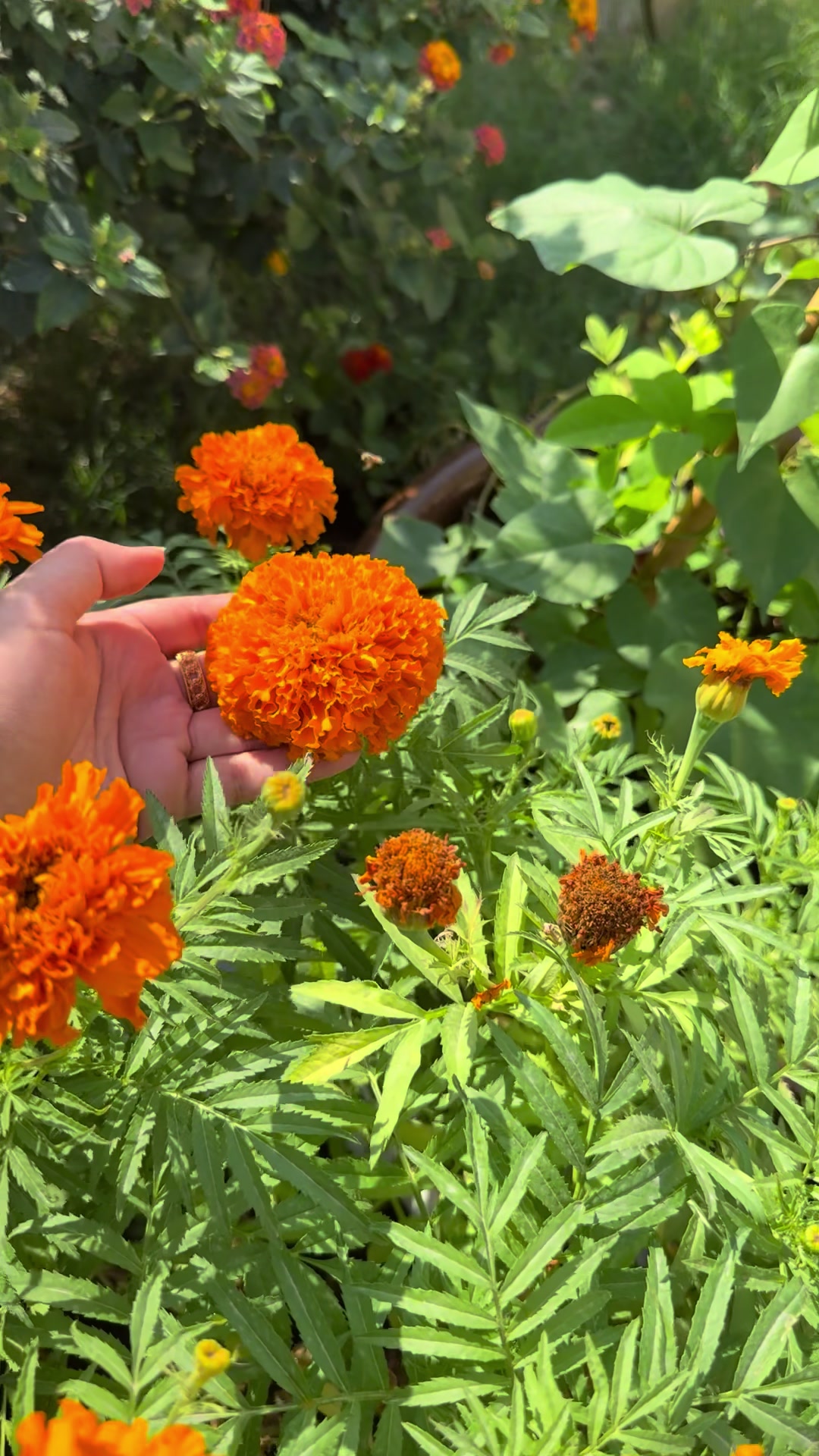 @عالم سرور🌿