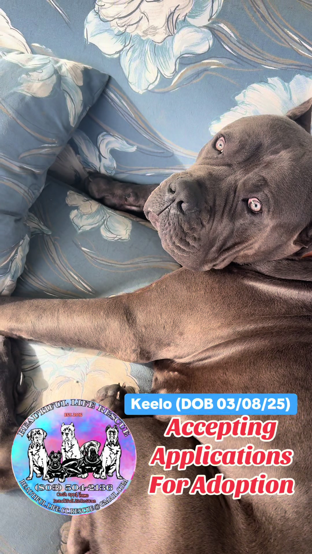 @Beautiful Life CC Rescue