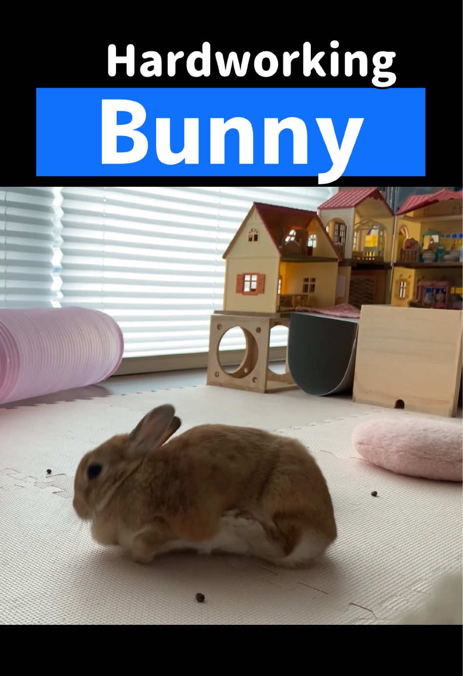 @rabbit man