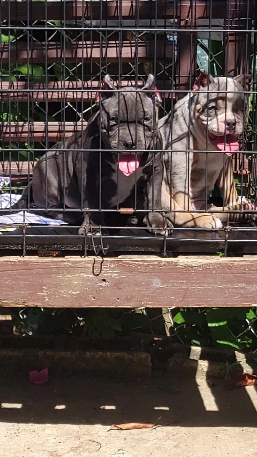 @machinesquad kennel