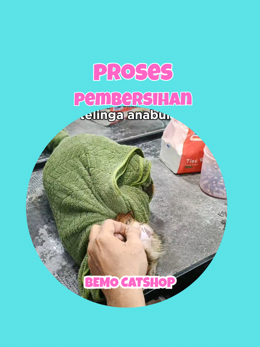 @Bemo Catshop