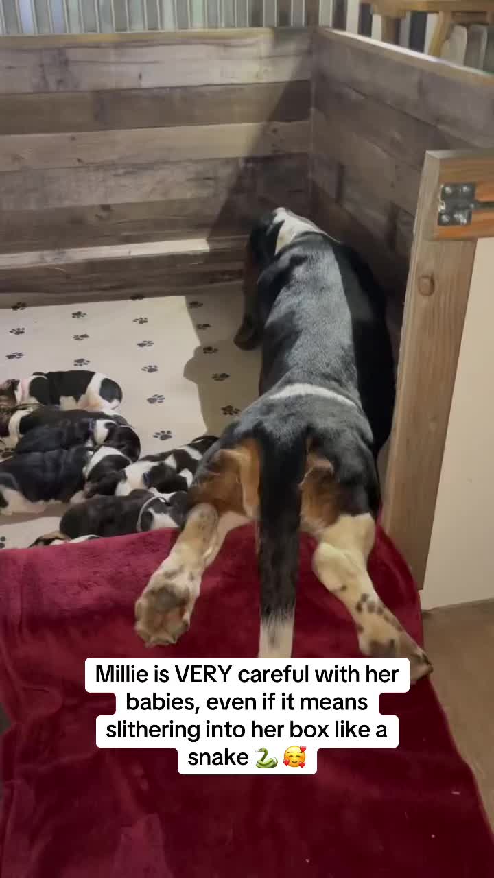 @Home Of All Basset Hound Pups