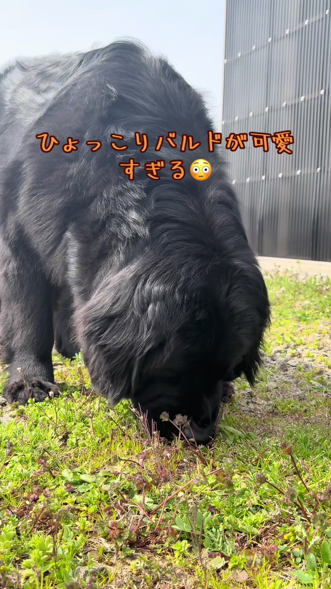 @ムックパパ🔶🐾
