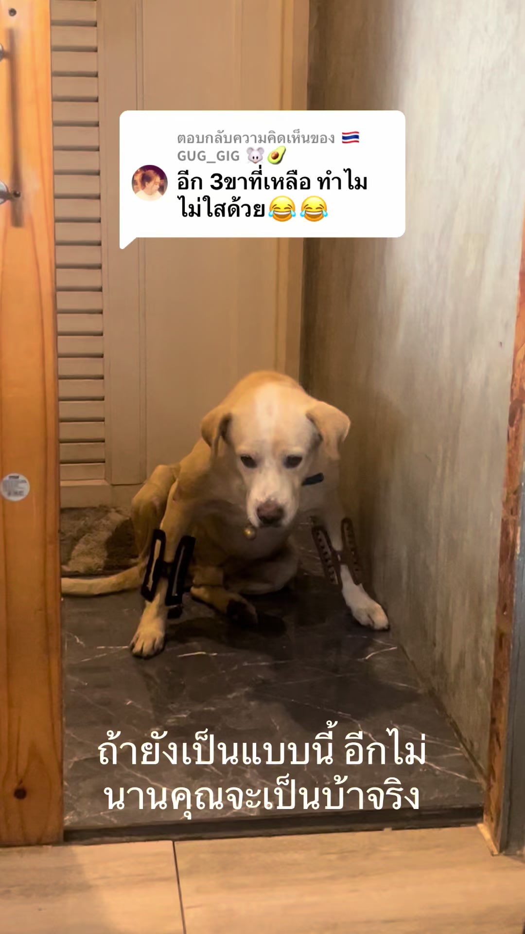 @มะลิตาฟ้าาาาา🐕🐶💫