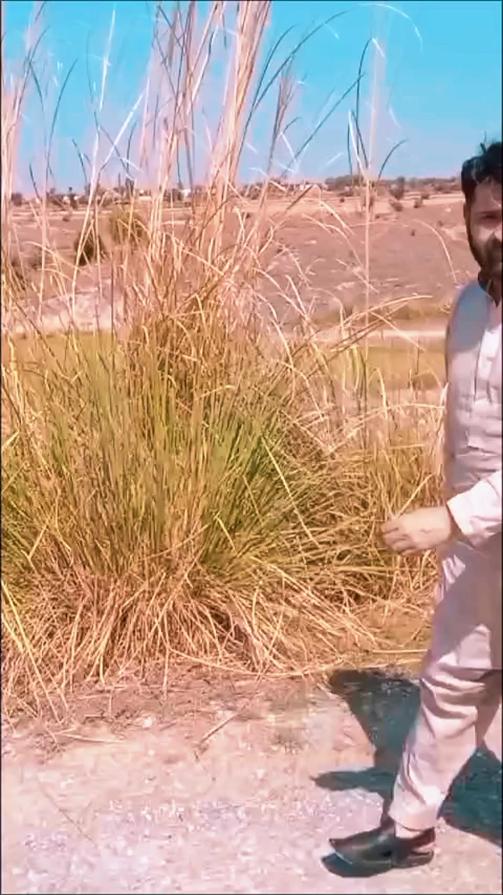 @Malik