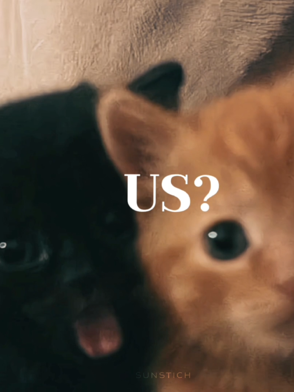 @🐈⬛
