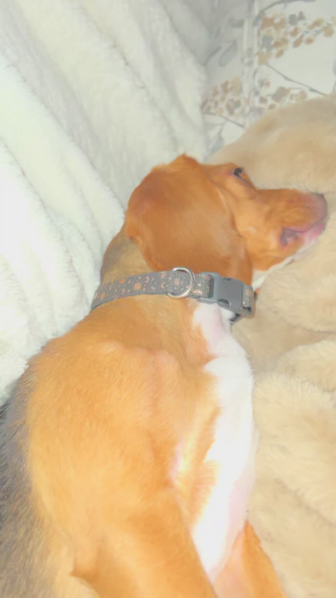 @Rosie the Beagle 🇺🇸🥰 🌞
