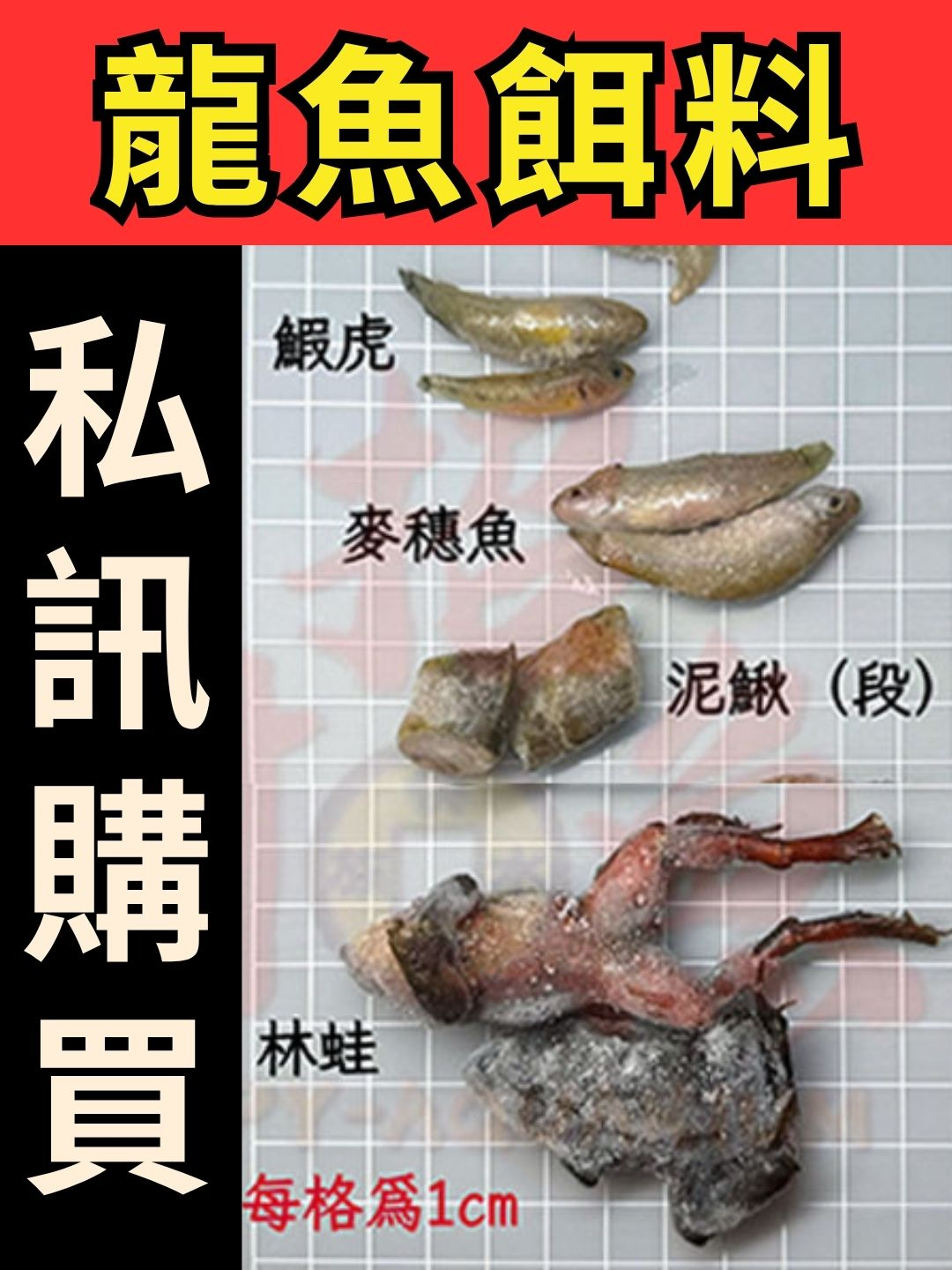 @招財魚水族精品