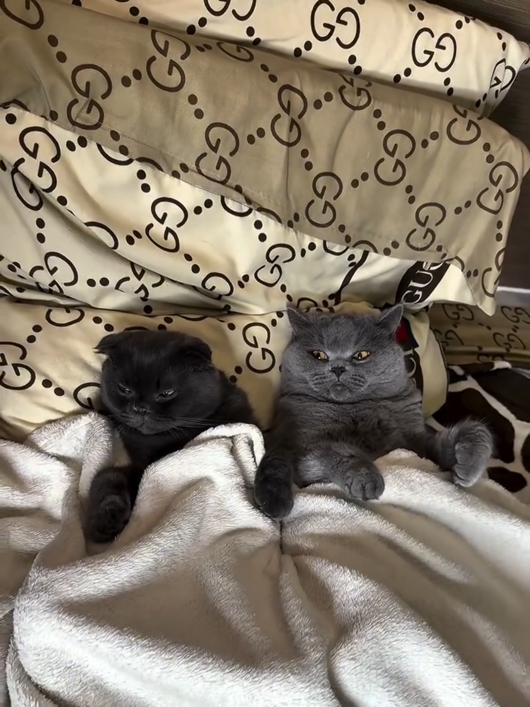 @Chonky World Of Cats