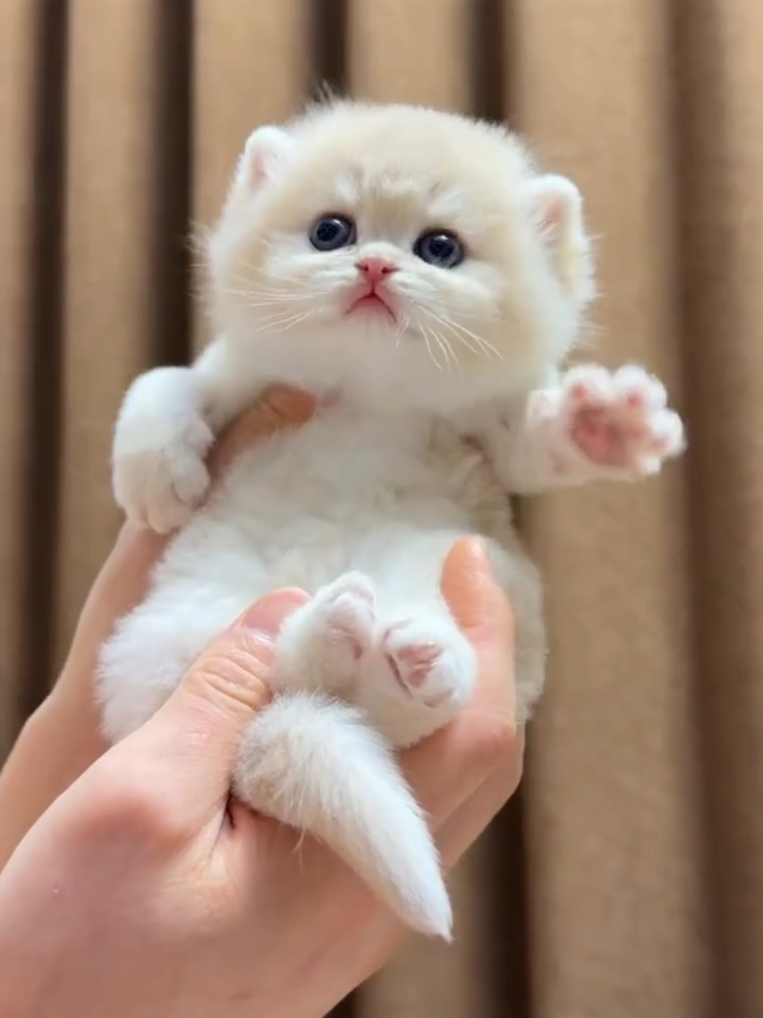 @Chonky World Of Cats