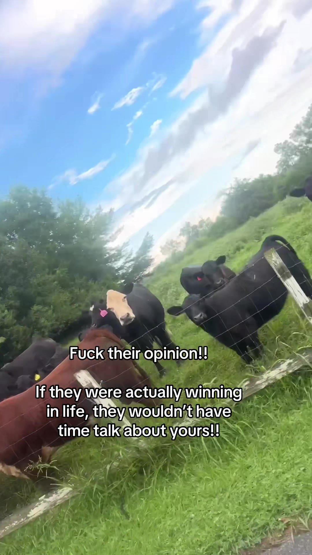 @tripleclivestock