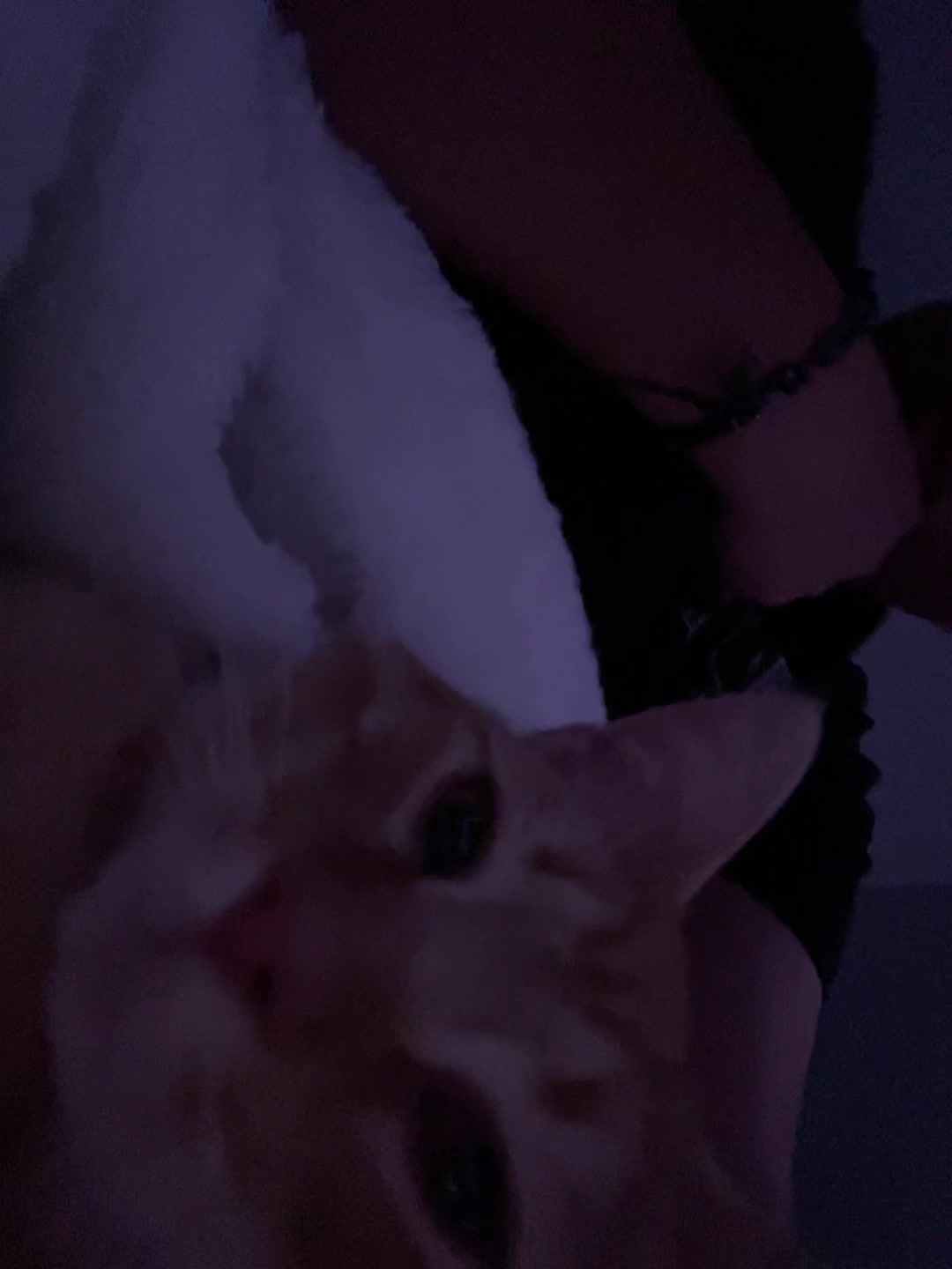 @leisogay